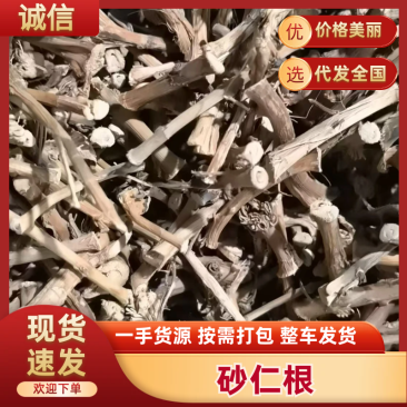 云南文山干砂仁根对接药材店加工厂量大发货价格合理