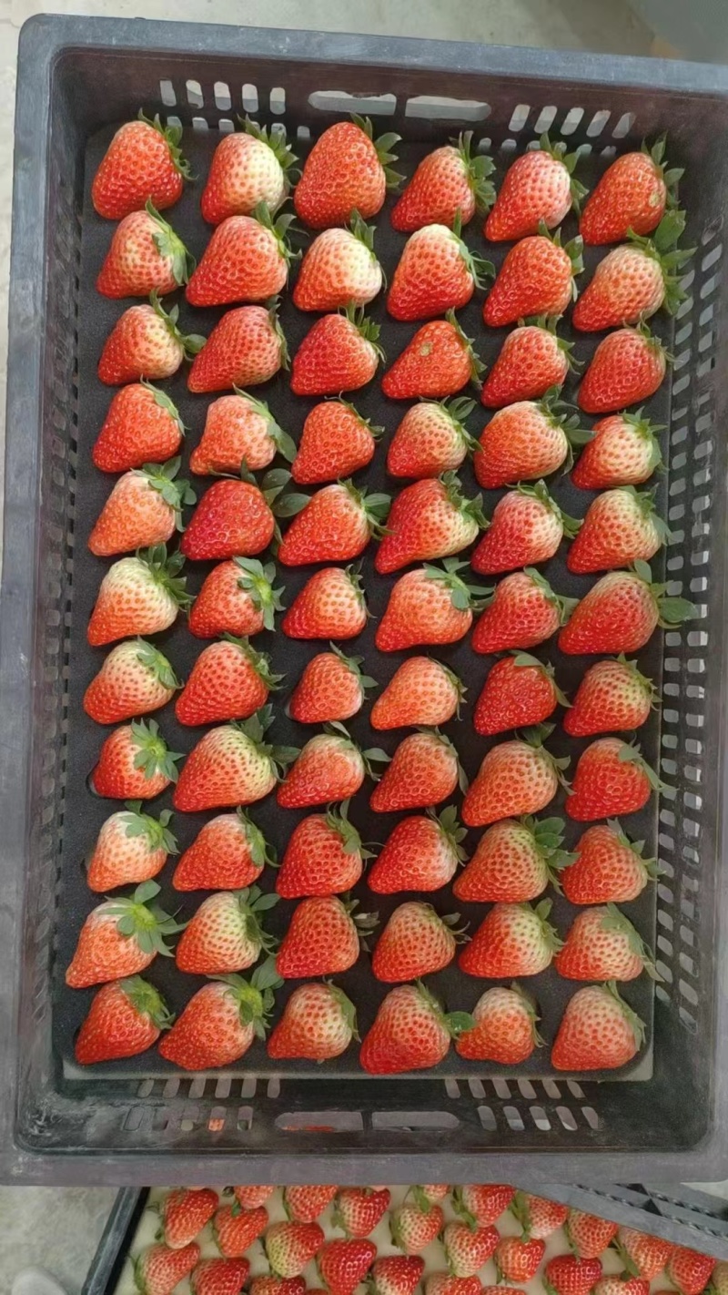 【热卖】精品草莓山东菏泽红颜草莓品质保障可视频看欢迎