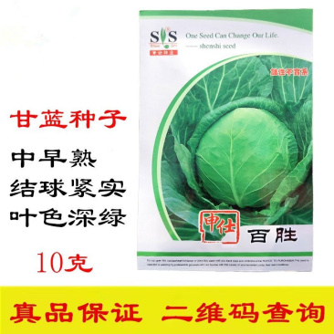 百胜甘蓝种子中早熟一代杂交叶色深绿结球紧实