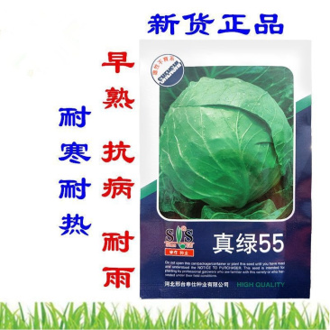 真绿55甘蓝种子叶色鲜绿腊粉少叶球松软耐裂心部嫩黄