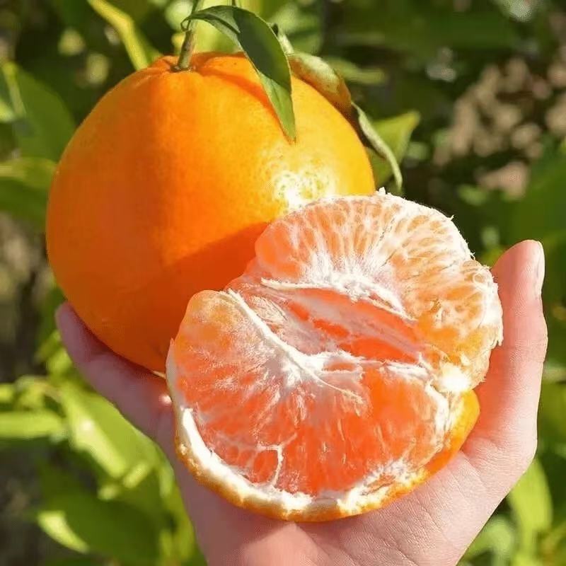 春见耙耙柑次果对接榨汁罐头厂家量大价优欢迎致电咨询