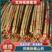 【铁棍山药】安阳铁棍山药对接全国各级市场一手货源量大价优