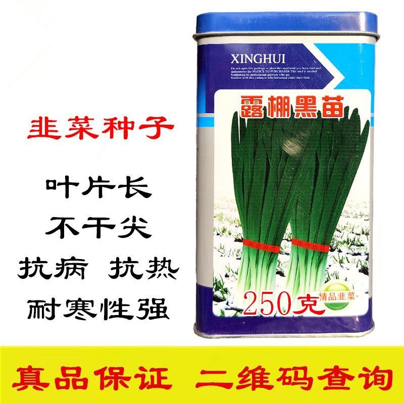 露棚黑苗韭菜种子抗病抗热不干尖耐寒性强香辣味浓