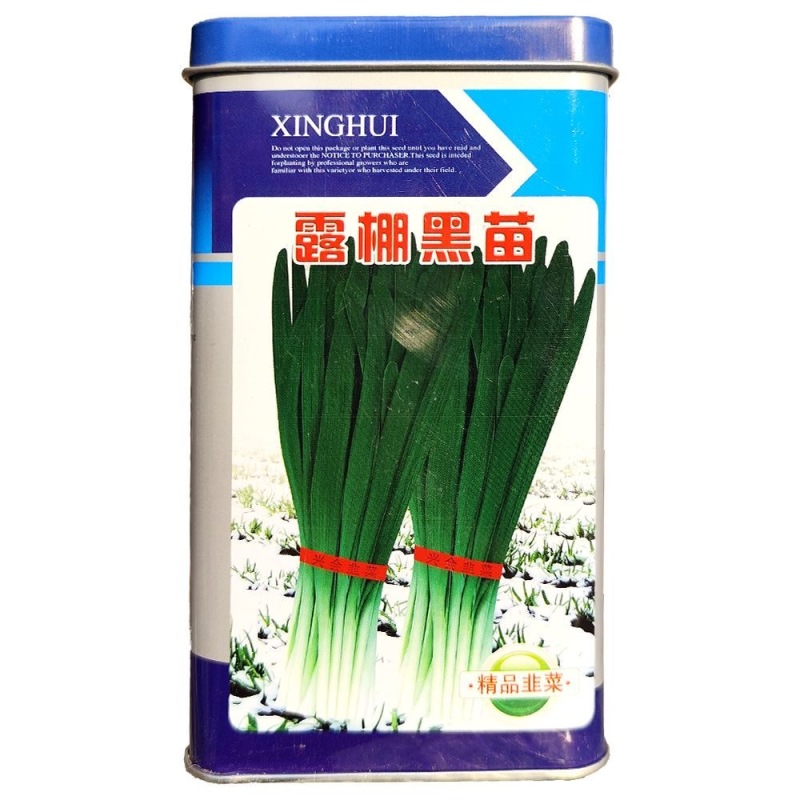 露棚黑苗韭菜种子抗病抗热不干尖耐寒性强香辣味浓