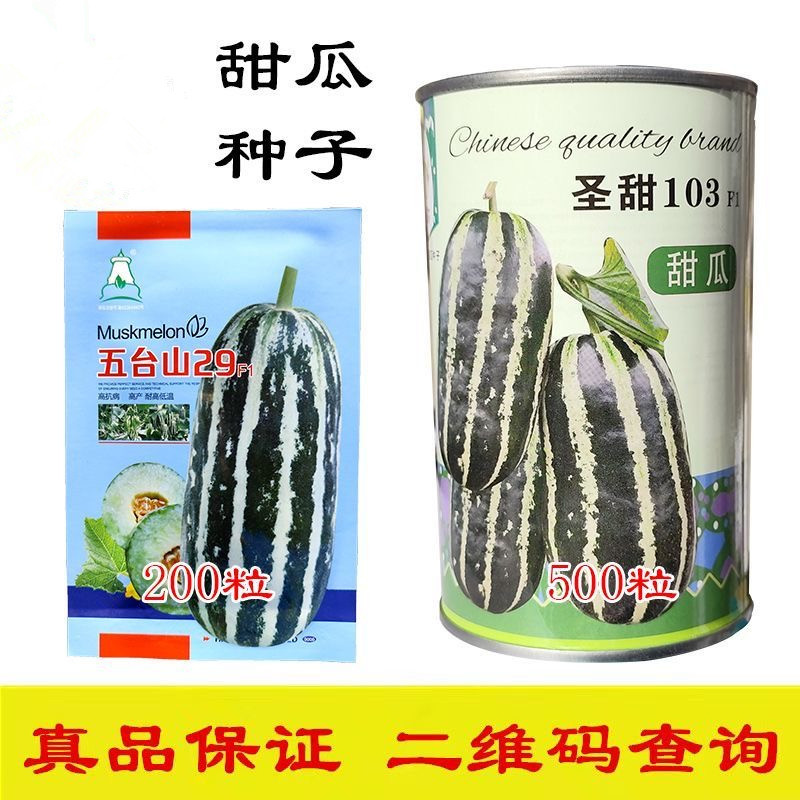 圣甜103甜瓜种子果皮薄果肉紧致酥脆入口即化瓜瓤干