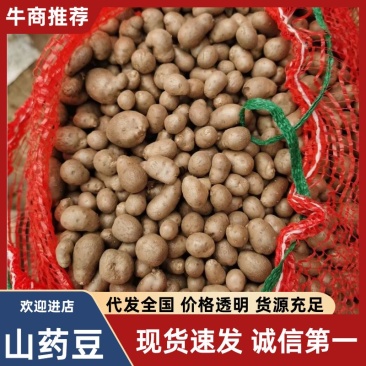 青州市山药豆原产地供应，电商中豆，串糖球大豆，育苗大中豆