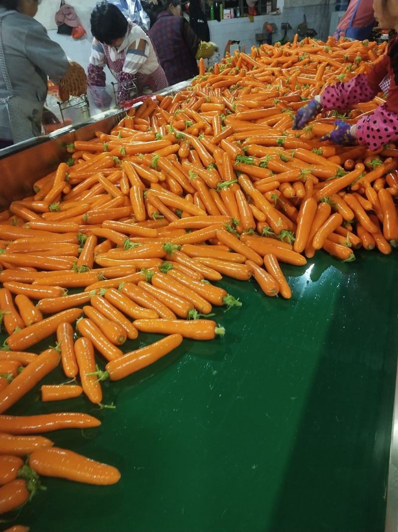 {诚信商家}广西优质胡萝卜1-5月大量上市，货源足价格优
