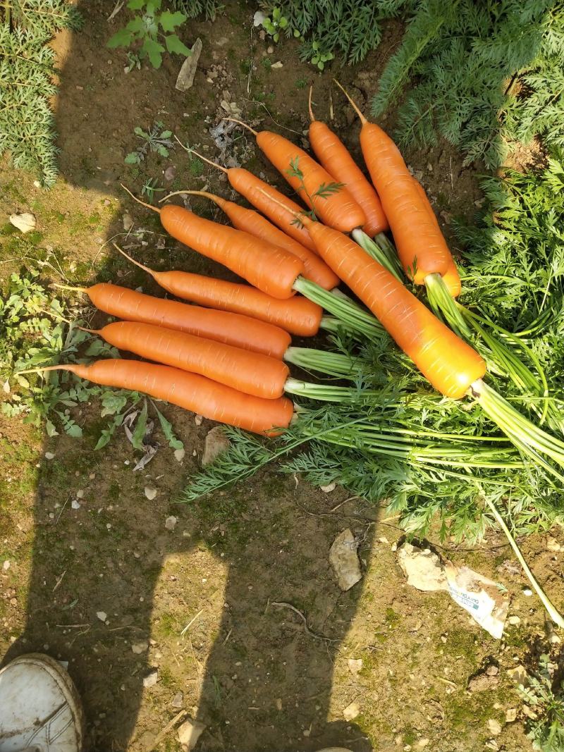 {诚信商家}广西优质胡萝卜1-5月大量上市，货源足价格优