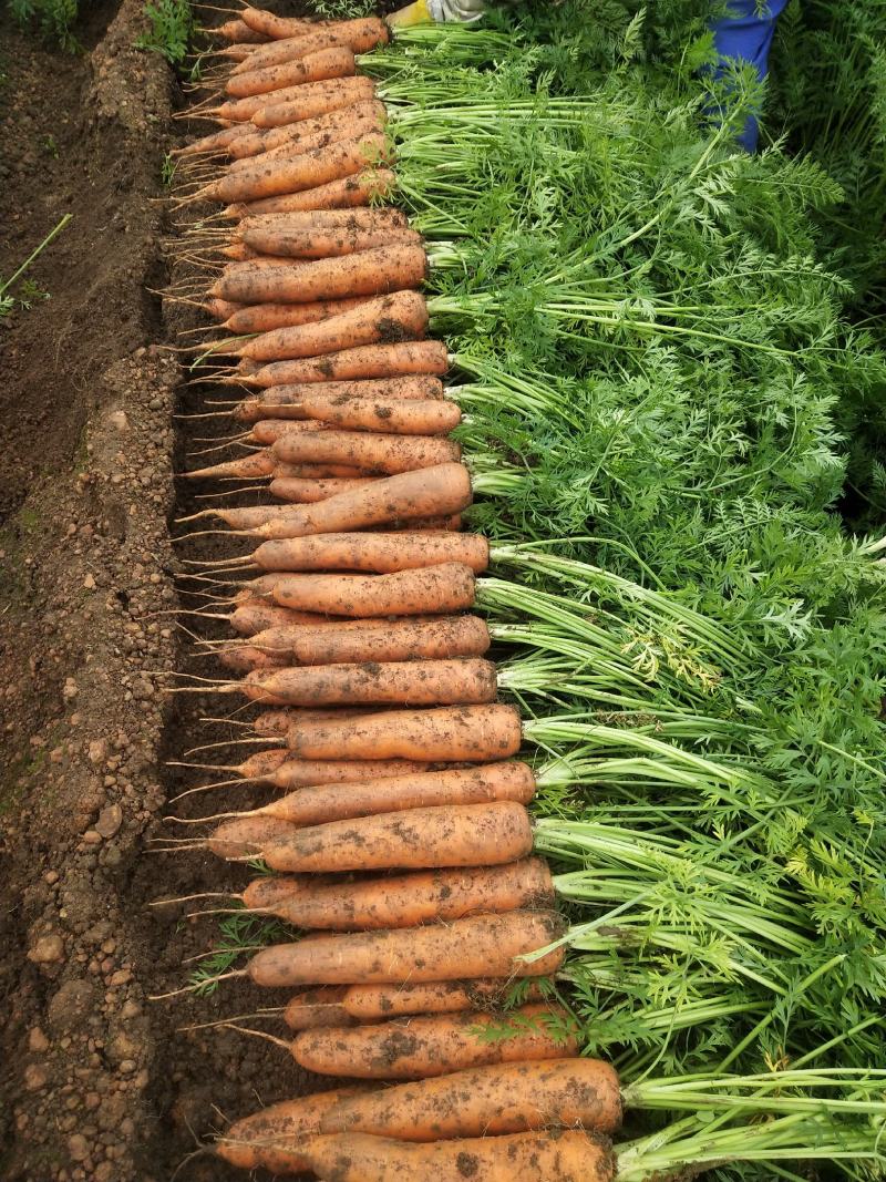 {诚信商家}广西优质胡萝卜1-5月大量上市，货源足价格优