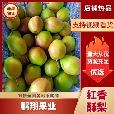 红香酥梨，大量上市产地一手货源，视频看货，欢迎来电咨询