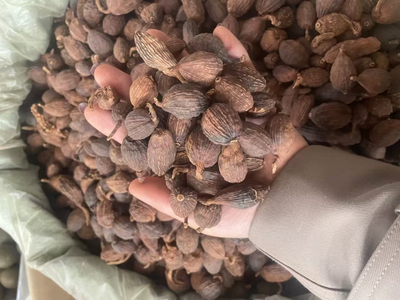 云南草果【中药材】欢迎客商前来采购！支持视频看货