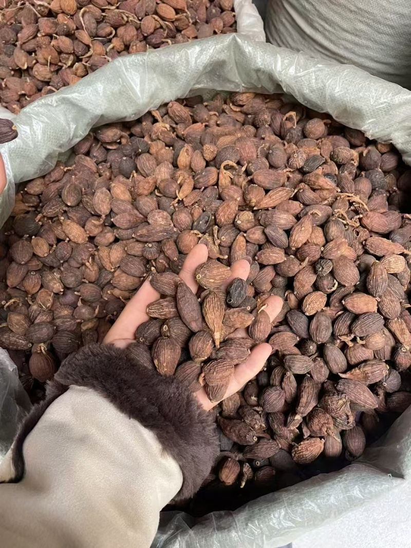 云南草果【中药材】欢迎客商前来采购！支持视频看货