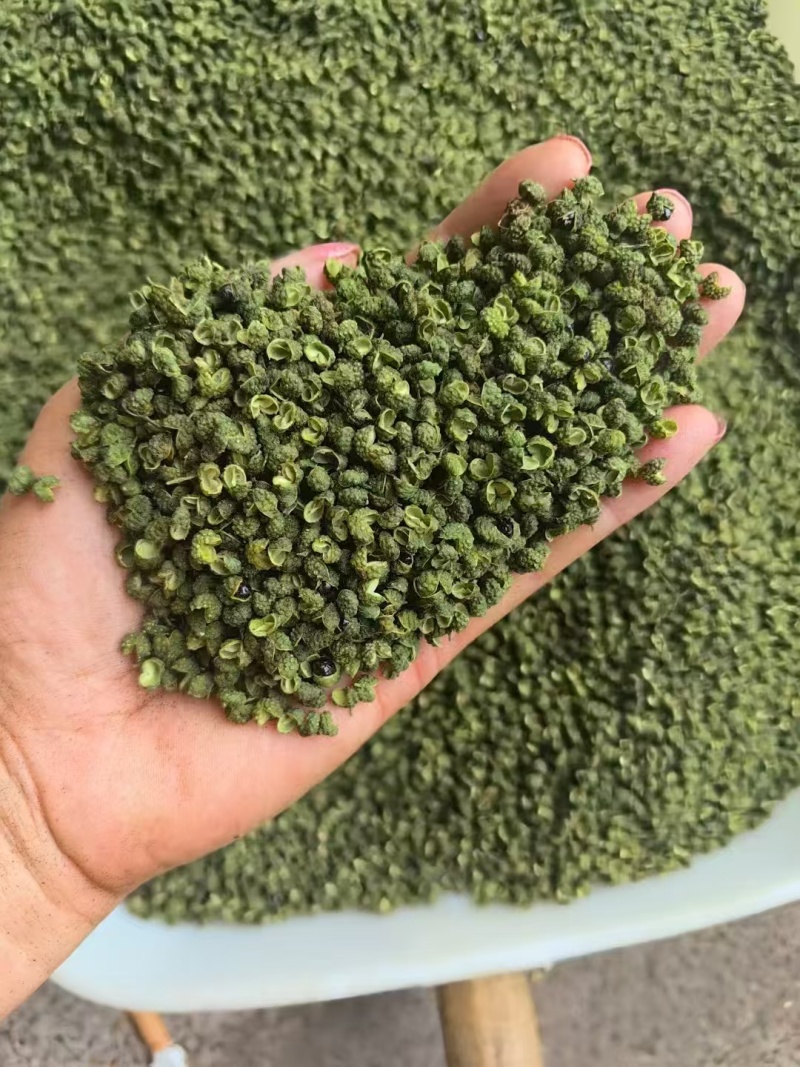 青麻椒