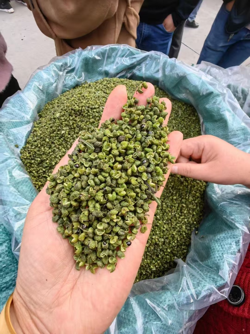 青麻椒