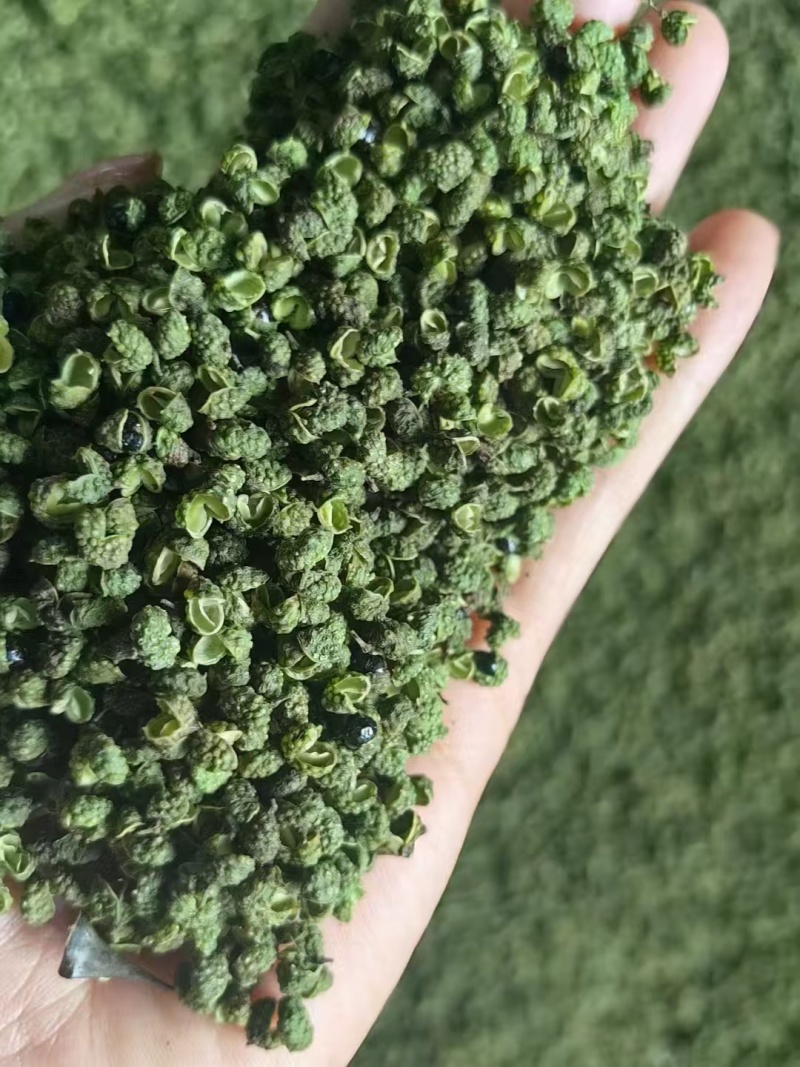 青麻椒