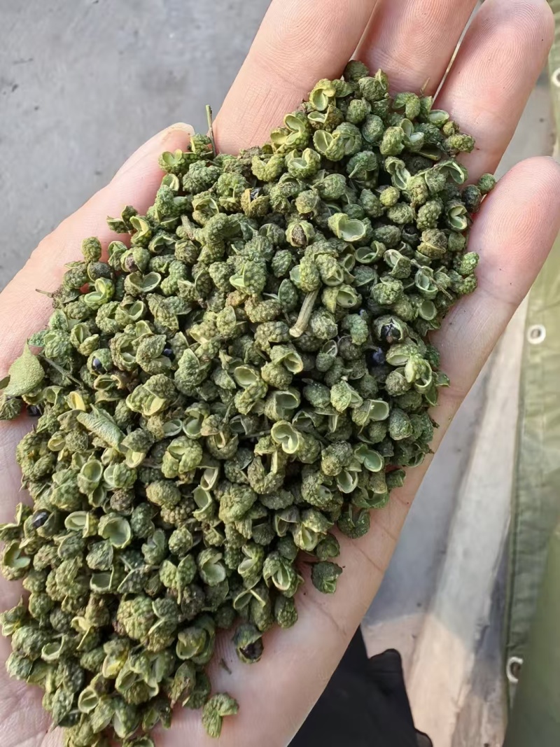 青麻椒