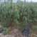 桃树苗油蟠桃树苗一手货源价格实惠品种有保证