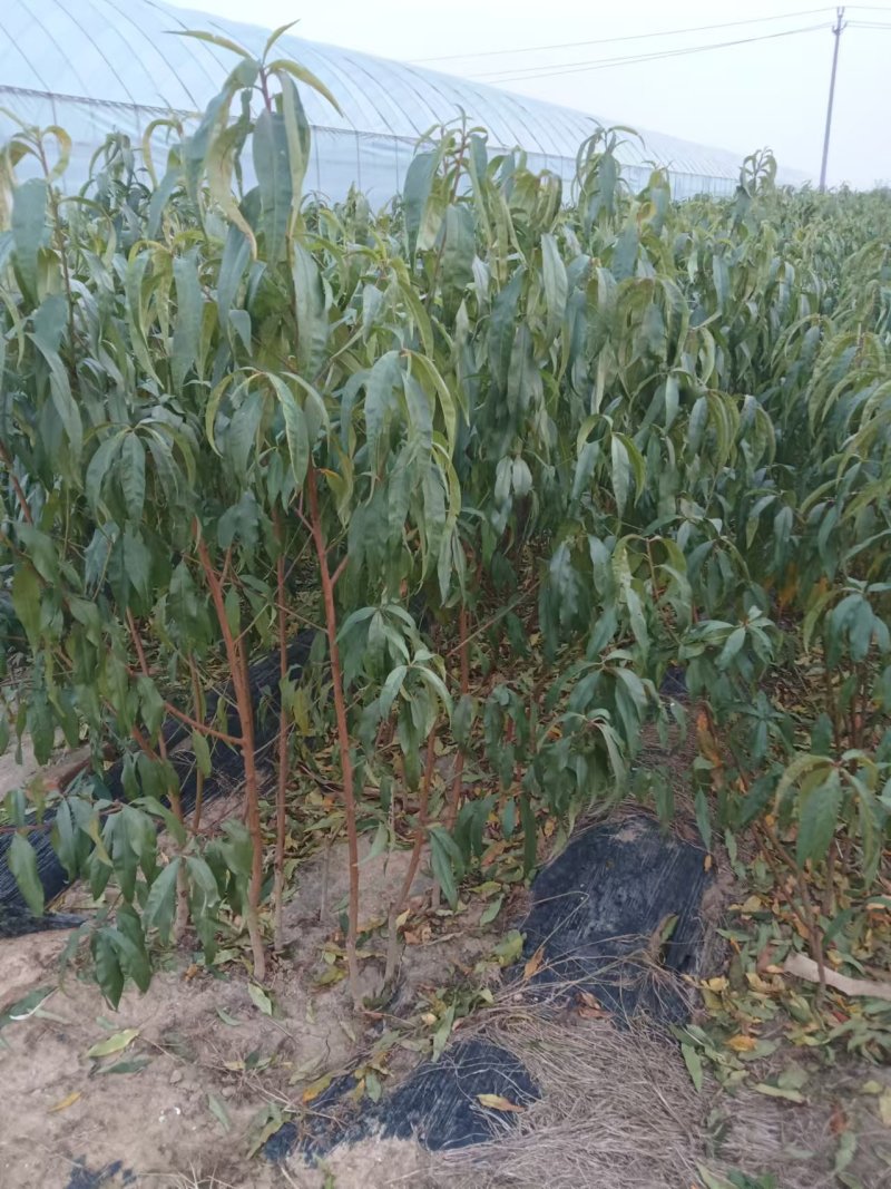 桃树苗油蟠桃树苗一手货源价格实惠品种有保证