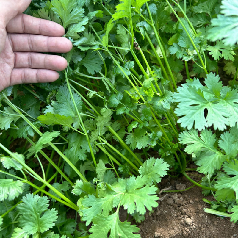 欧美香菜种子耐热香味浓500g芫荽菜籽速生南北方地种植