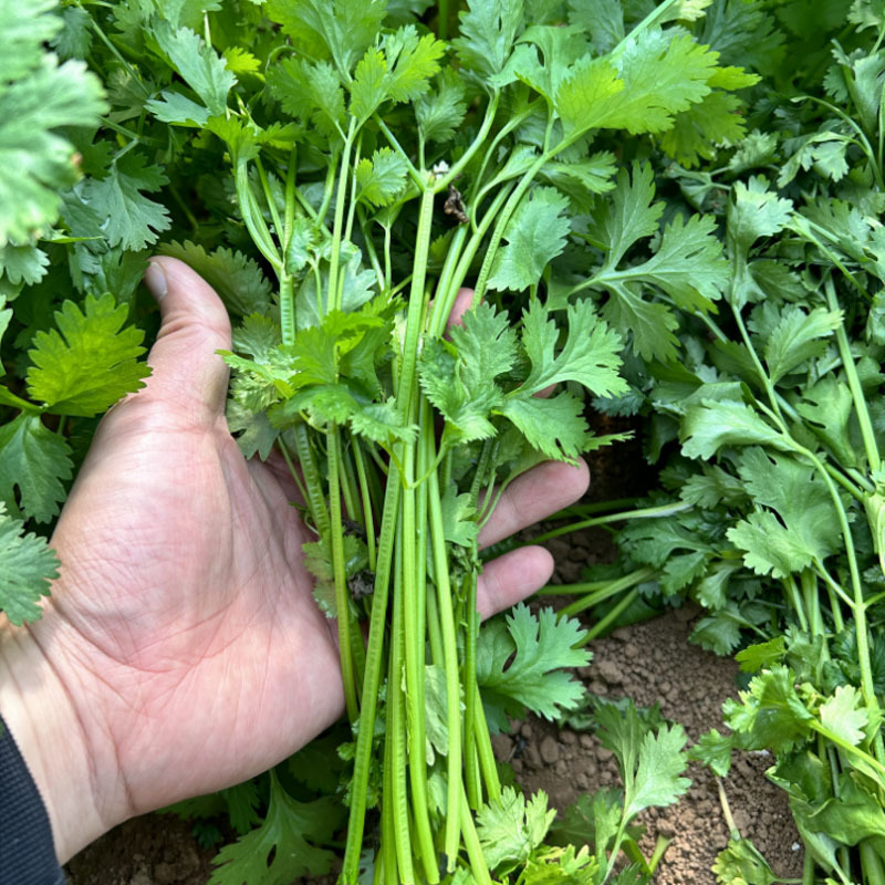 欧美香菜种子耐热香味浓500g芫荽菜籽速生南北方地种植