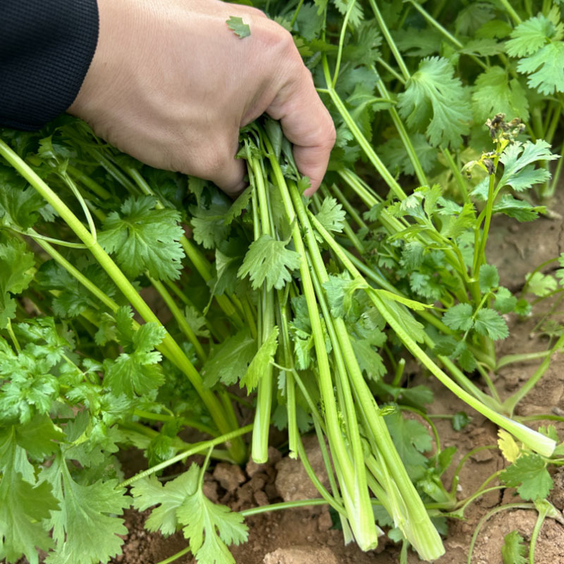 欧美香菜种子耐热香味浓500g芫荽菜籽速生南北方地种植