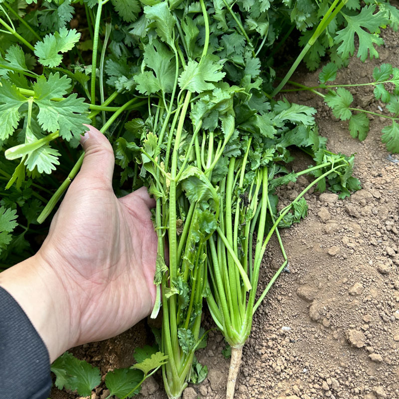 拖车头铁杆澳丽香香菜种子芫荽籽耐热生长快青梗四季种植