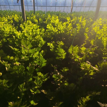 精品芹菜产地直发包上车致电有优惠量大价优对接全国客商