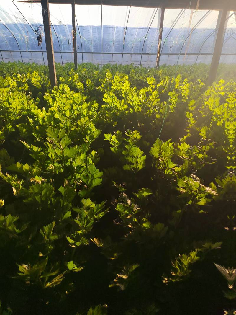 精品芹菜产地直发包上车致电有优惠量大价优对接全国客商