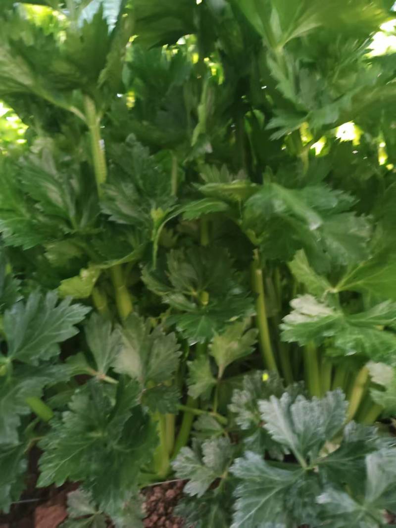 精品芹菜产地直发包上车致电有优惠量大价优对接全国客商