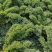 羽衣甘蓝种子按斤卖早熟产量高菜农品种皱叶多次採收