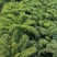 羽衣甘蓝种子按斤卖早熟产量高菜农品种皱叶多次採收