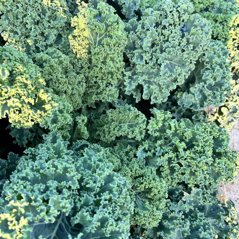 羽衣甘蓝种子矮生植株基地品种观赏可食用菜农基地