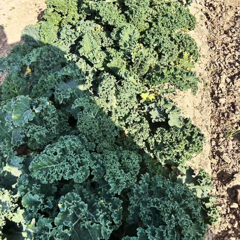 羽衣甘蓝种子矮生植株基地品种观赏可食用菜农基地