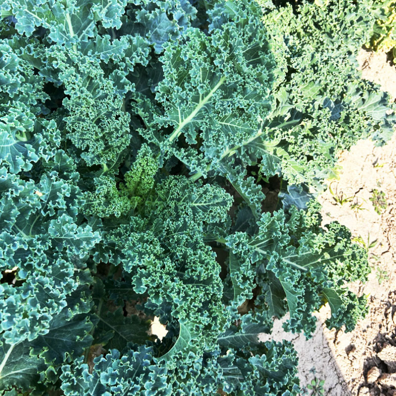 羽衣甘蓝种子矮生植株基地品种观赏可食用菜农基地