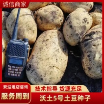 佟氏薯业有限公司内蒙沃土五原一种子出售，按您