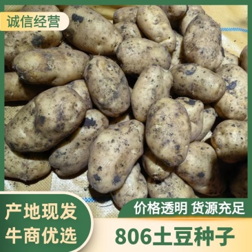 内蒙原种806/荷兰七号/荷兰十五原种规格可按客户要求