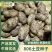 内蒙原种806/荷兰七号/荷兰十五原种规格可按客户要求