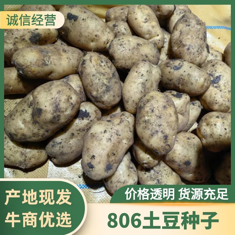 内蒙原种806/荷兰七号/荷兰十五原种规格可按客户要求