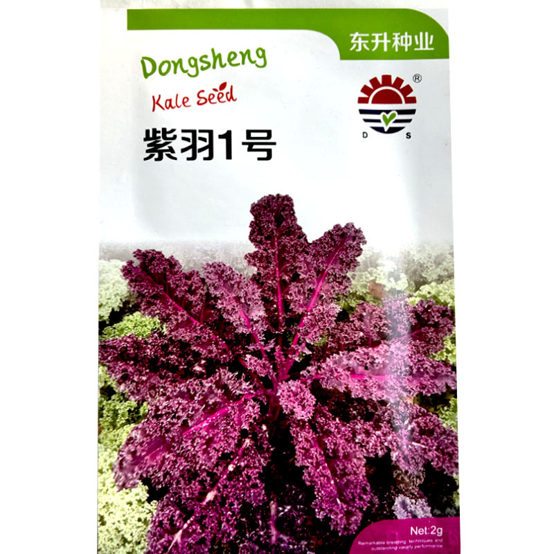 紫色羽衣甘蓝种子皱叶观赏及食用品种基地品种