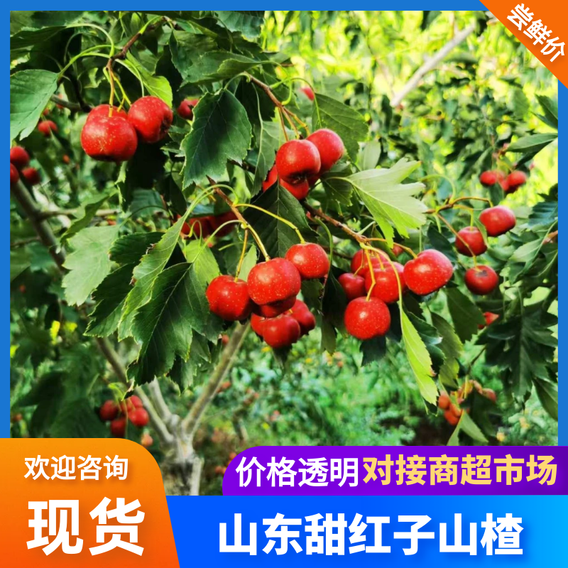 山东甜红山楂大量上市，一手货源，视频看货全国发货