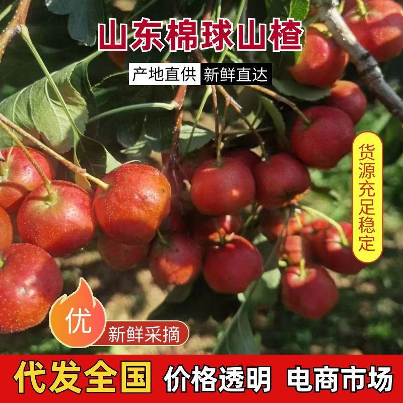 山东棉球山楂上市，一手货源，量大优惠，视频看货全国发