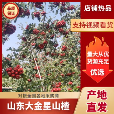 山东大金星山楂，产地一手货源，视频看货对接全国商超市场
