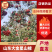 山东大金星山楂，产地一手货源，视频看货对接全国商超市场