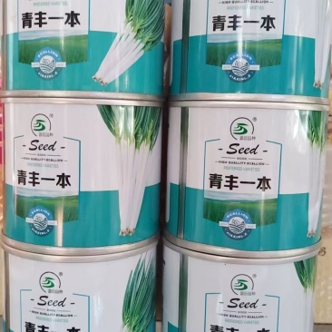 大葱种子