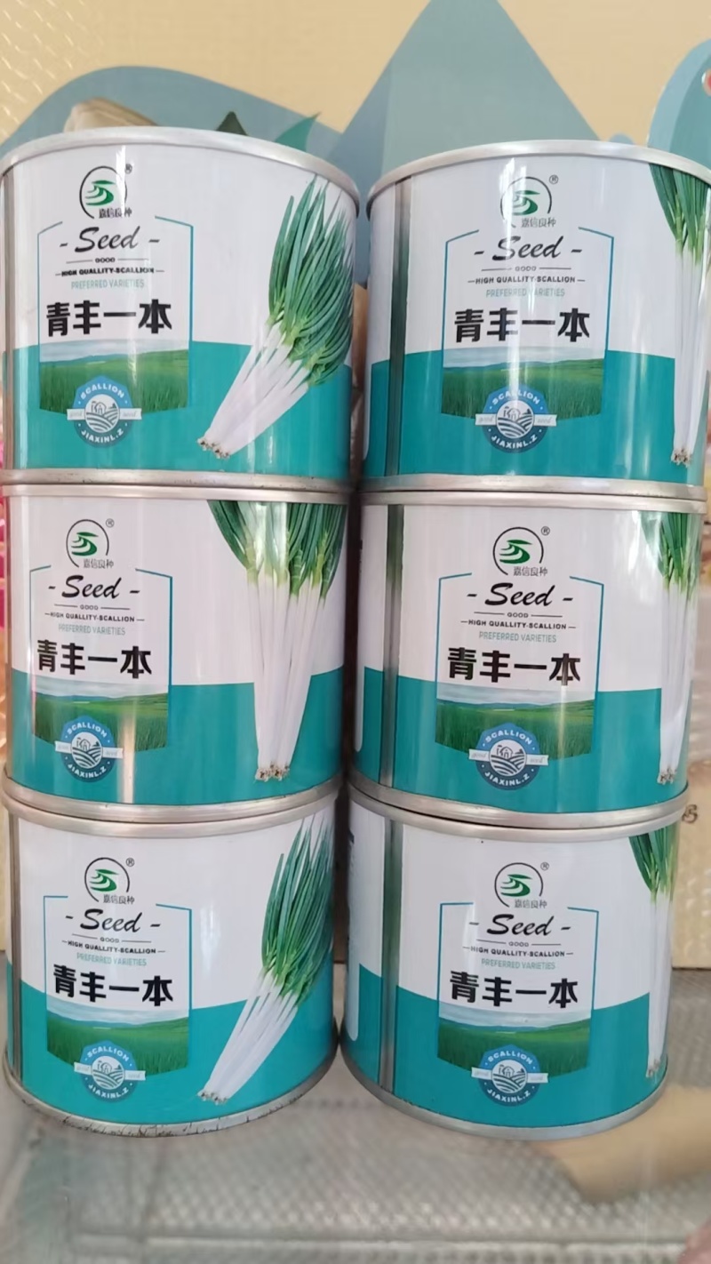 大葱种子