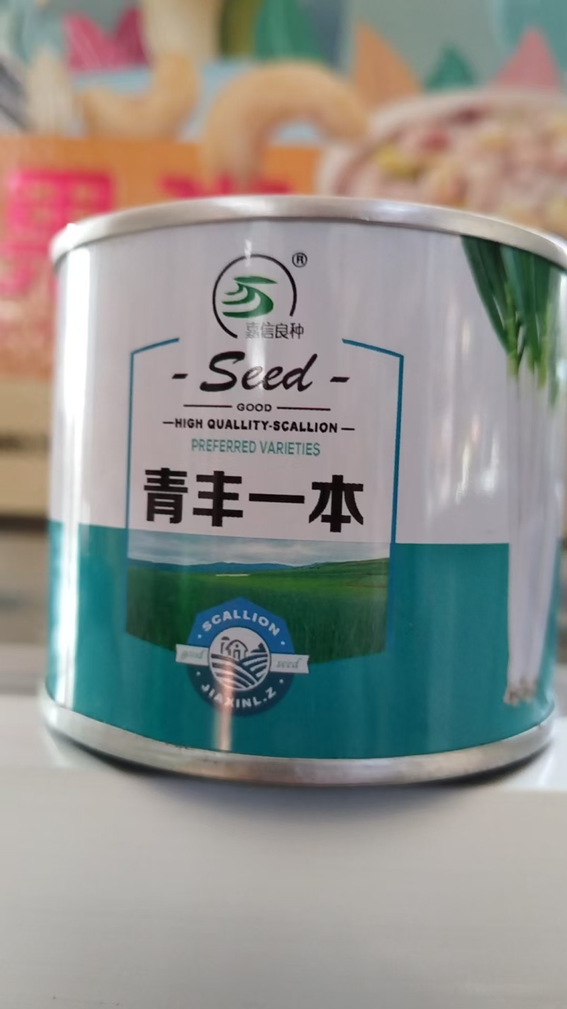 大葱种子