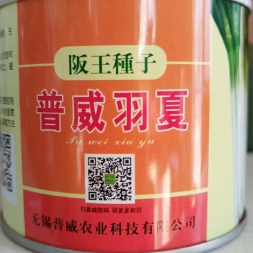 大葱种子坂田王子发芽率高