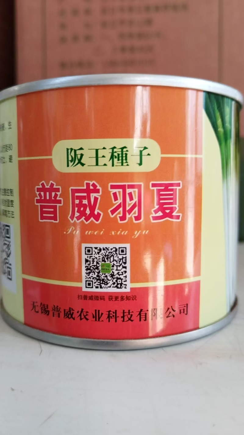 大葱种子坂田王子发芽率高