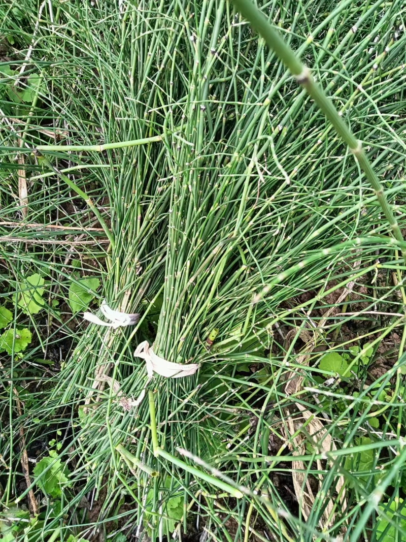 节节草木贼大量有货现摘现发品质保证可视频看货