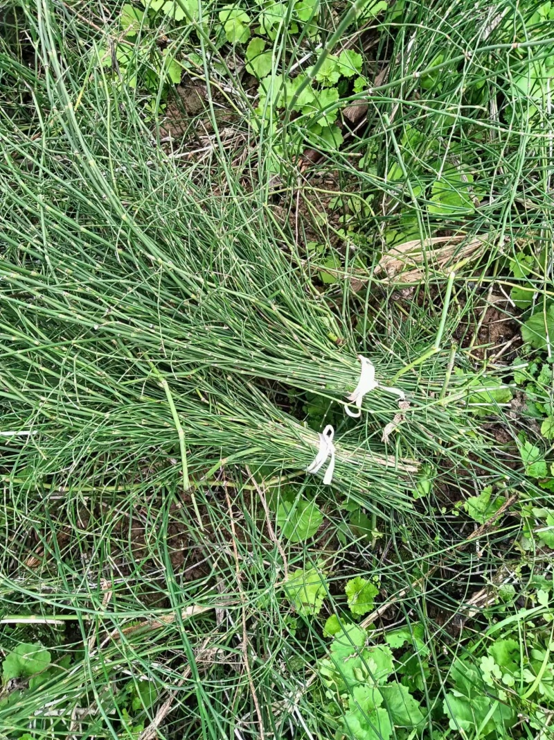 节节草木贼大量有货现摘现发品质保证可视频看货
